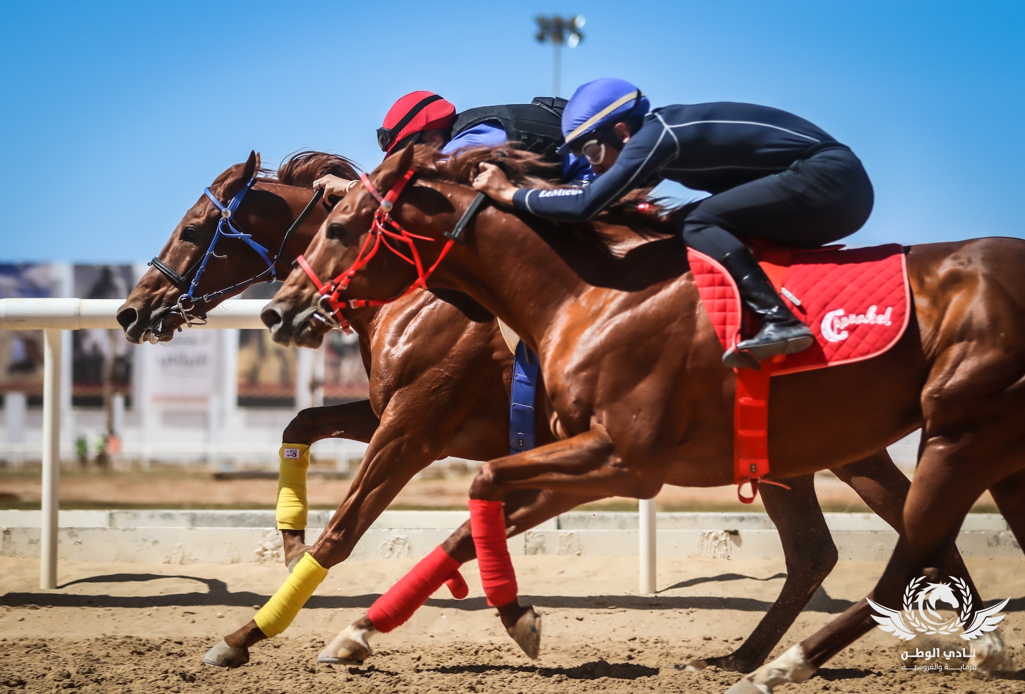 عضوية نادي الوطن